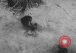 Image of Indian rhesus monkeys India, 1971, second 55 stock footage video 65675079015