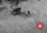 Image of Indian rhesus monkeys India, 1971, second 56 stock footage video 65675079015