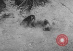 Image of Indian rhesus monkeys India, 1971, second 57 stock footage video 65675079015