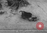 Image of Indian rhesus monkeys India, 1971, second 58 stock footage video 65675079015