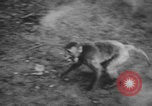 Image of Indian rhesus monkeys India, 1971, second 60 stock footage video 65675079015