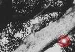 Image of Indian rhesus monkeys India, 1971, second 61 stock footage video 65675079015