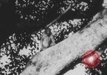 Image of Indian rhesus monkeys India, 1971, second 62 stock footage video 65675079015