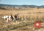 Image of Mexican harvest Mexico, 1962, second 1 stock footage video 65675079067