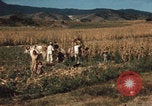 Image of Mexican harvest Mexico, 1962, second 3 stock footage video 65675079067