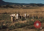 Image of Mexican harvest Mexico, 1962, second 4 stock footage video 65675079067
