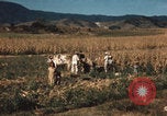 Image of Mexican harvest Mexico, 1962, second 5 stock footage video 65675079067