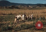 Image of Mexican harvest Mexico, 1962, second 6 stock footage video 65675079067