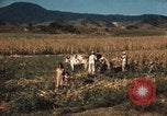 Image of Mexican harvest Mexico, 1962, second 7 stock footage video 65675079067
