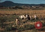 Image of Mexican harvest Mexico, 1962, second 8 stock footage video 65675079067