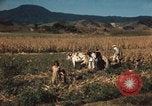 Image of Mexican harvest Mexico, 1962, second 9 stock footage video 65675079067