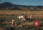 Image of Mexican harvest Mexico, 1962, second 10 stock footage video 65675079067
