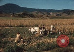 Image of Mexican harvest Mexico, 1962, second 11 stock footage video 65675079067