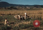 Image of Mexican harvest Mexico, 1962, second 12 stock footage video 65675079067