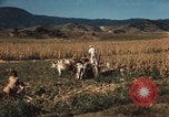 Image of Mexican harvest Mexico, 1962, second 13 stock footage video 65675079067