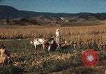 Image of Mexican harvest Mexico, 1962, second 14 stock footage video 65675079067