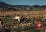 Image of Mexican harvest Mexico, 1962, second 15 stock footage video 65675079067