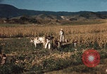Image of Mexican harvest Mexico, 1962, second 16 stock footage video 65675079067