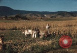 Image of Mexican harvest Mexico, 1962, second 17 stock footage video 65675079067
