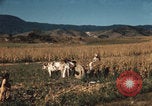 Image of Mexican harvest Mexico, 1962, second 18 stock footage video 65675079067