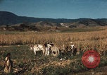 Image of Mexican harvest Mexico, 1962, second 19 stock footage video 65675079067