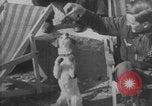 Image of Jagdgeschwader 53 Luftwaffe Sicily Sicily Italy, 1942, second 7 stock footage video 65675079111
