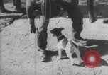 Image of Jagdgeschwader 53 Luftwaffe Sicily Sicily Italy, 1942, second 9 stock footage video 65675079111