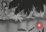 Image Snafu Infantry Blues privé United States USA, 1943, de la seconde 37 séquences d'archives historiques vidéo 65675079151