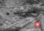 Image of Soviet victims civilians mass graves Bryansk Bryansk Russia Soviet Union, 1943, second 56 stock footage video 65675079156