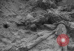 Image of Soviet victims civilians mass graves Bryansk Bryansk Russia Soviet Union, 1943, second 57 stock footage video 65675079156
