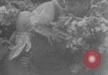 Image of Bryansk Soviet liberation celebration WW2 Bryansk Russia Soviet Union, 1943, second 30 stock footage video 65675079157