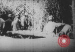 Image Les soldats français portent des corps Europe, 1915, de la seconde 14 séquences d'archives historiques vidéo 65675079200