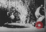 Image Les soldats français portent des corps Europe, 1915, de la seconde 34 séquences d'archives historiques vidéo 65675079200