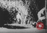 Image Les soldats français portent des corps Europe, 1915, de la seconde 36 séquences d'archives historiques vidéo 65675079200