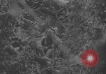Image of La Haye Du Puits attacked First Army WW2 La Haye Du Puits France, 1944, second 48 stock footage video 65675079302