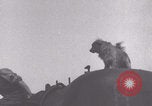 Image of French 501st Combat Tank Regiment with dog WW2 United Kingdom, 1944, second 9 stock footage video 65675079315