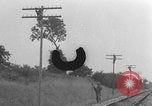 Image of African American linemen stringing wires Italy WW2 Italy, 1944, second 4 stock footage video 65675079319