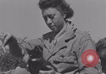 Image of French army nurses WW2 Lessay France, 1944, second 15 stock footage video 65675079368