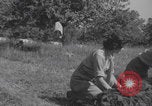 Immagine di Infermieri francesi in campo Lessay Francia, 1944, secondo 29 filmato di repertorio 65675079376