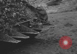 Image of United States soldiers advance Normandy WW2 Normandy France, 1944, second 16 stock footage video 65675079409