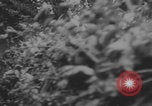 Image of German infantry and tanks near Saint-Lo France Saint-Lo France, 1944, second 50 stock footage video 65675079441
