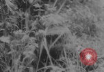 Image of German troops capture tanks and POWs Normandy France, 1944, second 58 stock footage video 65675079442