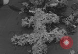 Image of General Charles de Gaulle lay wreath Tomb of the Unknown Warrior  Paris France, 1944, second 55 stock footage video 65675079506