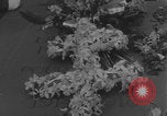 Image of General Charles de Gaulle lay wreath Tomb of the Unknown Warrior  Paris France, 1944, second 56 stock footage video 65675079506