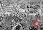 Image of Japanese Shinyo suicide motorboat Kerama Islands Pacific Ocean, 1945, second 6 stock footage video 65675079536