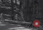 Standbild Touristen am Tioga Mountain Pass California United States USA, 1937, aus Sekunde 50 historischem Filmmaterial Videoclip 65675079628