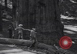 Standbild Touristen am Tioga Mountain Pass California United States USA, 1937, aus Sekunde 53 historischem Filmmaterial Videoclip 65675079628