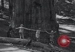 Standbild Touristen am Tioga Mountain Pass California United States USA, 1937, aus Sekunde 56 historischem Filmmaterial Videoclip 65675079628