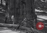 Standbild Touristen am Tioga Mountain Pass California United States USA, 1937, aus Sekunde 58 historischem Filmmaterial Videoclip 65675079628