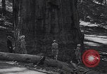 Standbild Touristen am Tioga Mountain Pass California United States USA, 1937, aus Sekunde 59 historischem Filmmaterial Videoclip 65675079628